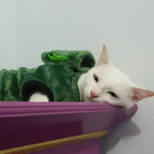 Baju Kucing Anjing Model Dinosaurus Kostum Cat Dog Pakaian Hoodie Dino Pet Costum