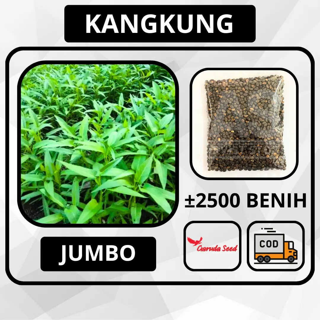 2500 Butir - Benih Kangkung SUPER JUMBO Garuda Seed Bibit Sayuran Tanaman Daun Lebar