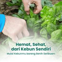 Gambar Benih Bayam Paket 5 Macam Bibit Sayuran Bayam Hijau Merah Sayur Unggul - PK 5 BAYAM dari Benih Seribuan Kab. Boyolali 5 Tokopedia