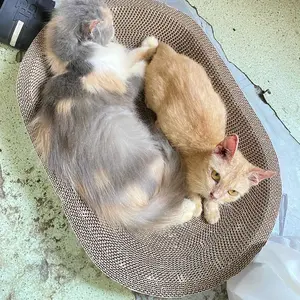 Rumah Anabul Papan Garukan Kucing Mainan Bentuk Oval - 2in1 Pet Scratcher Serbaguna - Cat Scratch Board Tebal - Cakaran Kucing - Papan Garuk Mainan Cakaran Kucing - Cat Scratcher Cakaran Tempat Tidur Kucing - Cat Toys