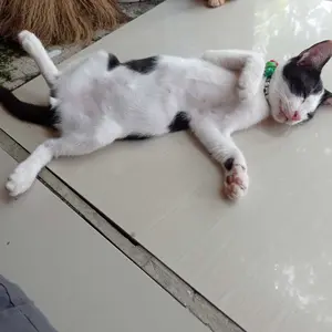 POOCHA KALENG 400GR 400 GR GRAM MAKANAN KUCING BASAH