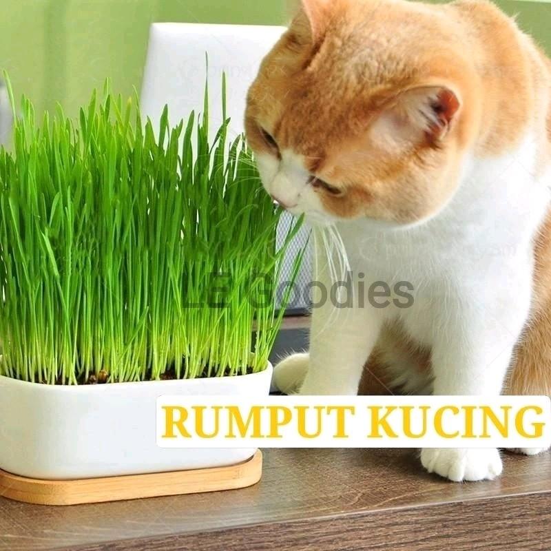 Rumput Kucing + Eco Set / Cat Grass Seeds Set ( Cat Snack / Cat ...