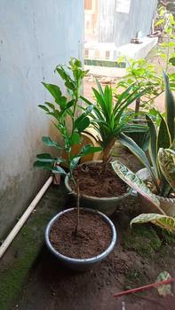 Product Review of Benih jeruk purut (bbt jeruk purut) from y**5 1