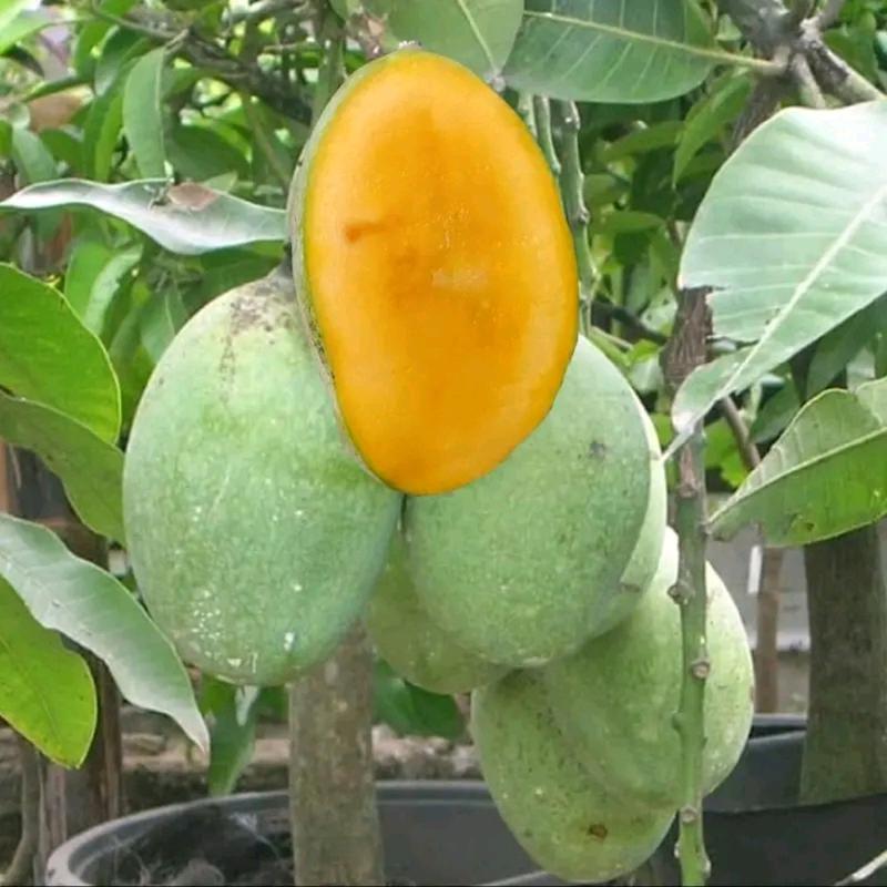 bibit tanaman mangga madu manalagi hasil okulasi  stok selalu tersedia 1