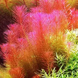 rotala walici paket 10 batang tanaman aquascape hiasan aquarium