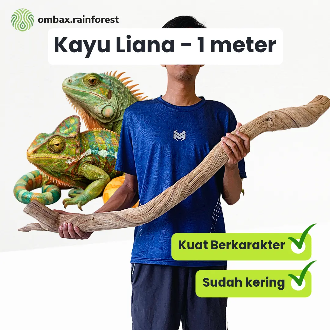 Kayu Liana 1 Meter kering – Dekorasi Terrarium, encosure & Reptil Habitat