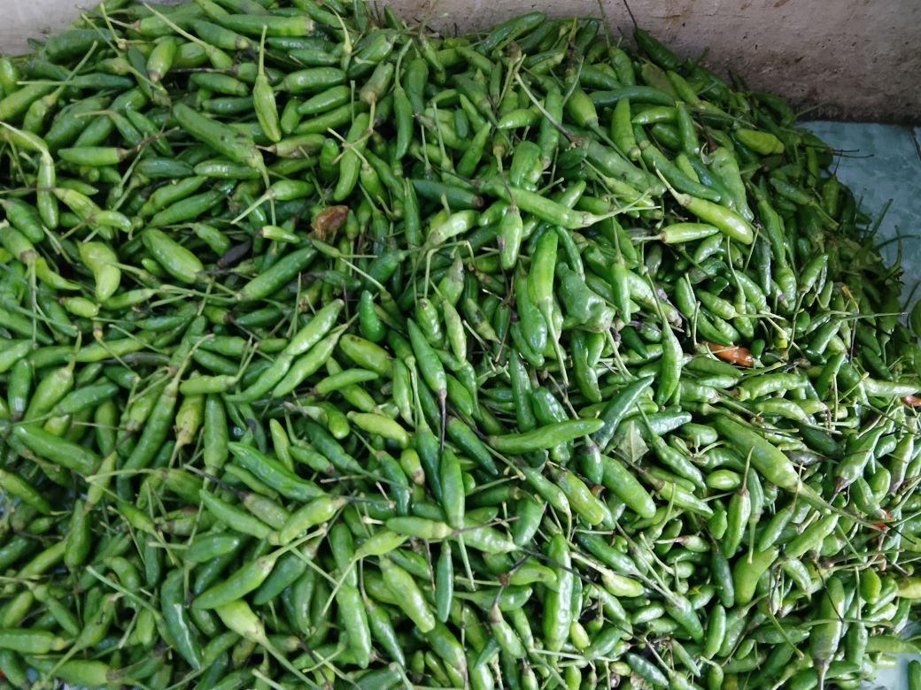 Cabe Rawit Hijau 500 gram & 1 kg fress