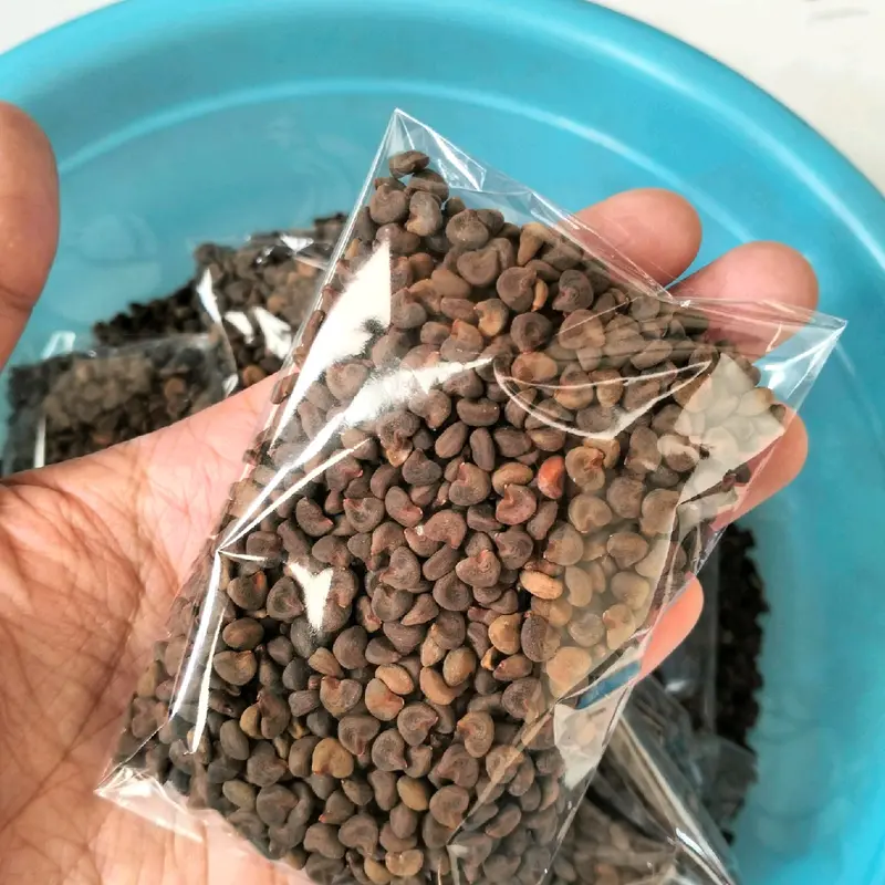 Benih Rosella Merah 50 butir siap tanam 1