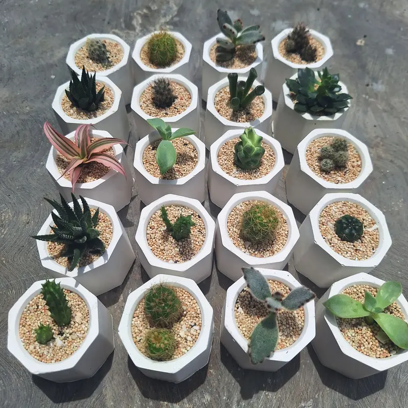 Pot Semen Putih Aesthetic Minimalis Murah 3