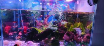 Product Review of 20-90CM 3 Colors LED Aquarium Lamp Aquatic Plant Lamp Fish Tank Light For Living Room Decoration Accessories from I**i 2