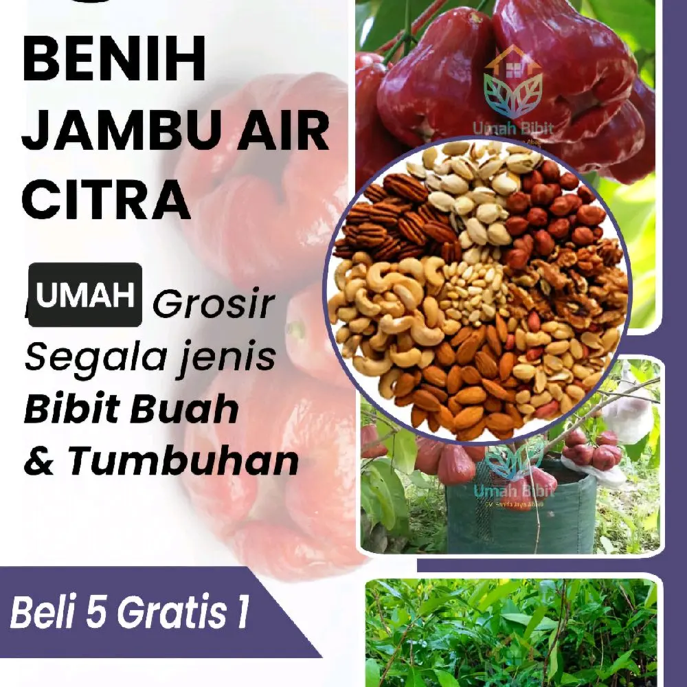 Benih BBT Jambu Air Citra Premium (Siap Tanam dan Cepat Panen) buah