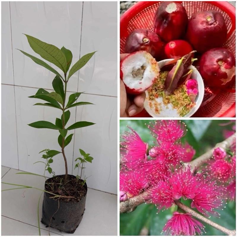 Cây giống mận điều đỏ cây ươm hạt