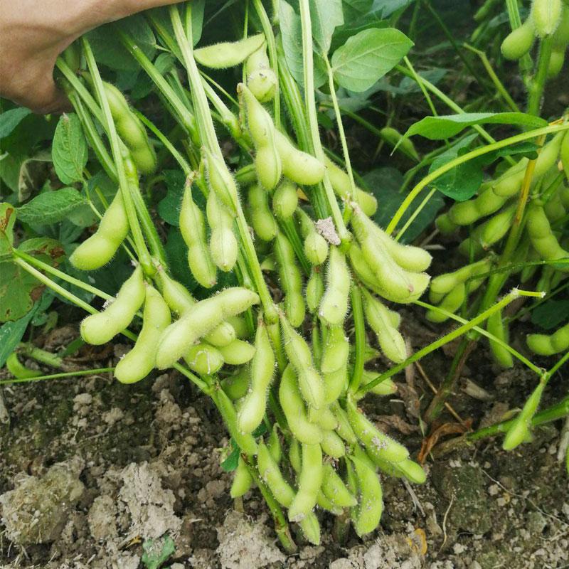 Product Introduction of [High Germination] Edamame Seed Vegetable Seeds for Planting (50 Seeds/Pack) High Yield Vegetable Seed Organic Vegetables Seeds for Gardening Bonsai Plant Seeds Fresh Vegetables Growing Seeds Easy To Grow Singapore Potted Live Plants Microgreens Seeds 4