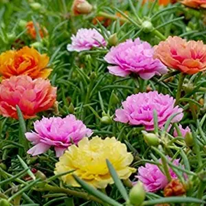 Benih Bunga Mossrose Double Petal 20 seeds Benih Bunga Benih Murah Benih Bunga