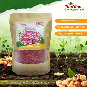 BENIH BIBIT KACANG TANAH HIBRIDA KULIT MERAH SUPER (isi 1kg) Tanaman