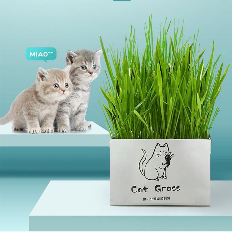 Curated visual reference: Natural Cat Grass Planting Kit DIY Cat Grass Soil Less Photo Inspiration
