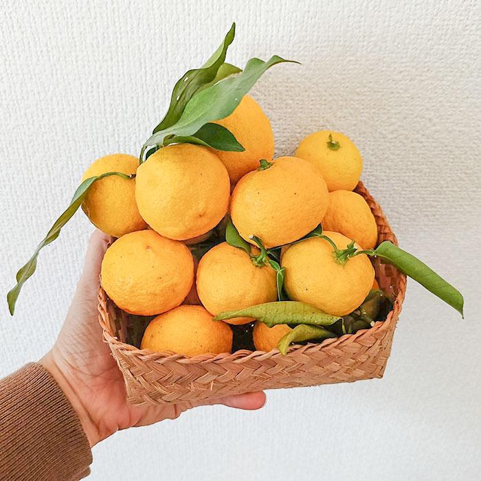 Organic Yellow Yuzu Shiokoji 100g/ koji / ikushima store /bumbu fermentasi/ 5