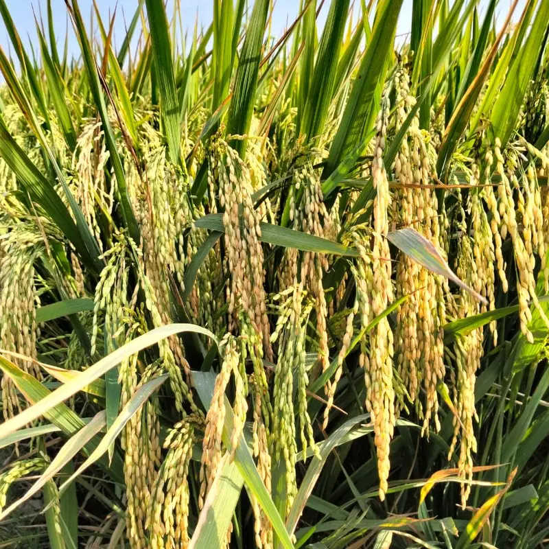 Benih padi unggul CIBATU 06 Kemasan 1kg 1