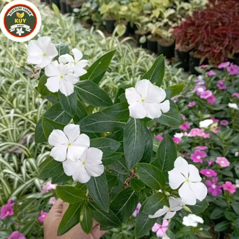 Tanaman Artificial Tanaman Hias Tapak Dara Bunga Putih 0