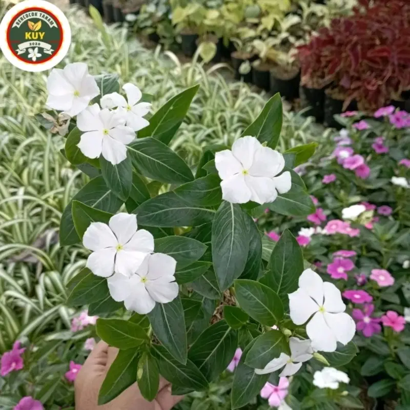Tanaman Artificial Tanaman Hias Tapak Dara Bunga Putih 0