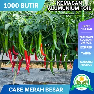 1000 Butir Benih Cabe Merah Besar Berkualitas Unggul Kualitas Tinggi Potensi Tumbuh Baik Hasil Panen Lebat dan Berbuah Banyak