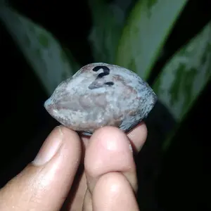 Muncang Wadas Lintang Original Pasang Super gagah