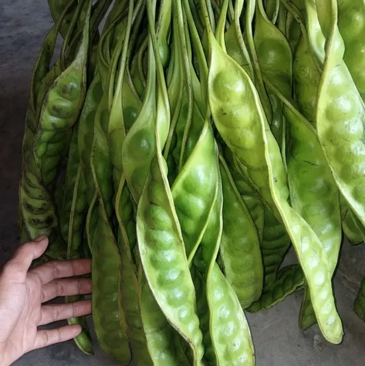 kurma timba, kurma sukari, cocok buat cemilan bulan puasa