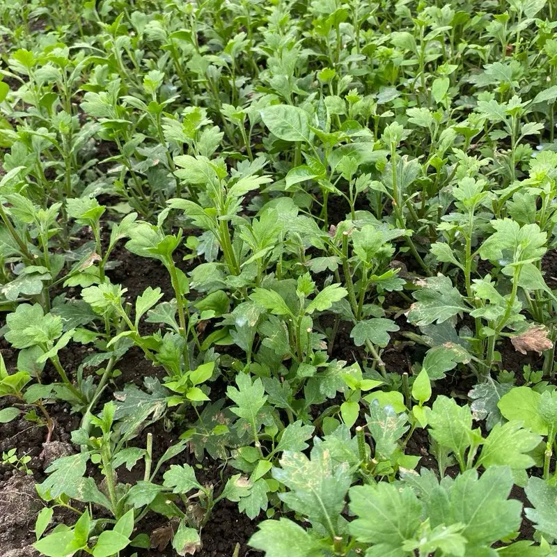 (Bibit Bunga Krisan 10mix Hias) Artificial Plant