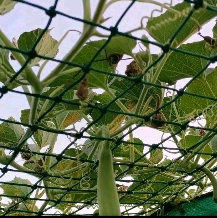  lưới giàn leo màu xanh sợi 3 li,ngang 2m dài 2m,3m,4m 5m 6m 7m  8m 9m 10m làm giàn cho bầu bí mướp. 