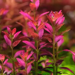 Rotala ramosir florida sunset paket 5 batang tanaman aquascape hiasan aquarium