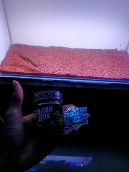 Product Review of PELET KATAK 100% CALSIUM / PAKAN IKAN BY BOS BOS QU from A** 0