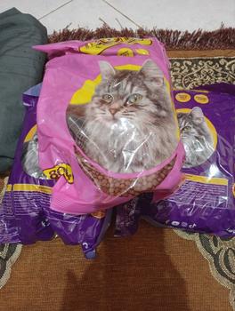 Product Review of Makanan Kucing Bolt 800gr dan 1kg All Varian Repack Adult dan Kitten whiskas from i**🤍 0