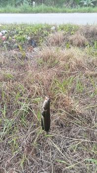 Product Review of SOFT FROG MINI 2CM Umpan Lure from S**R L**G (** 1