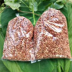Kacang Tolo Kacang Otok Kacang Tunggak Sudah Bersih Fresh Premium