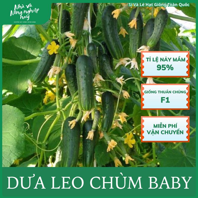 [BAO NẢY MẦM] Hạt Giống Dưa Leo Chùm Baby, loại hạt thuần chủng, tỉ lệ nảy mầm cao