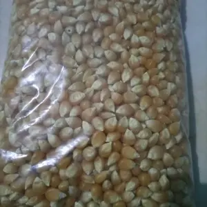 Jagung Popcorn Mentah 1/2 kg 500 gram Original Food Snack Camilan Cemilan