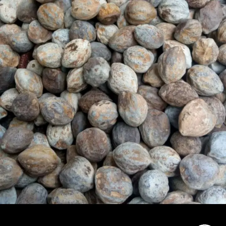 Bibit kemiri/ Bibit muncang adu jenis jayanti Dampa paket 10 biji