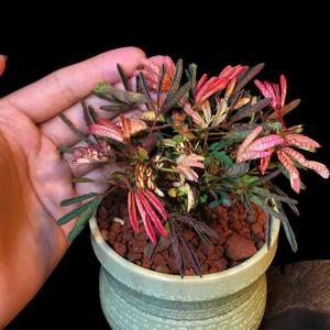 100 Granos,Semillas de Mimosa Pudica No.5 Mezcla,Diversión Interactiva,Fácil de Cultivar,Interiores,Jardines Pequeños,Balcones y Patios