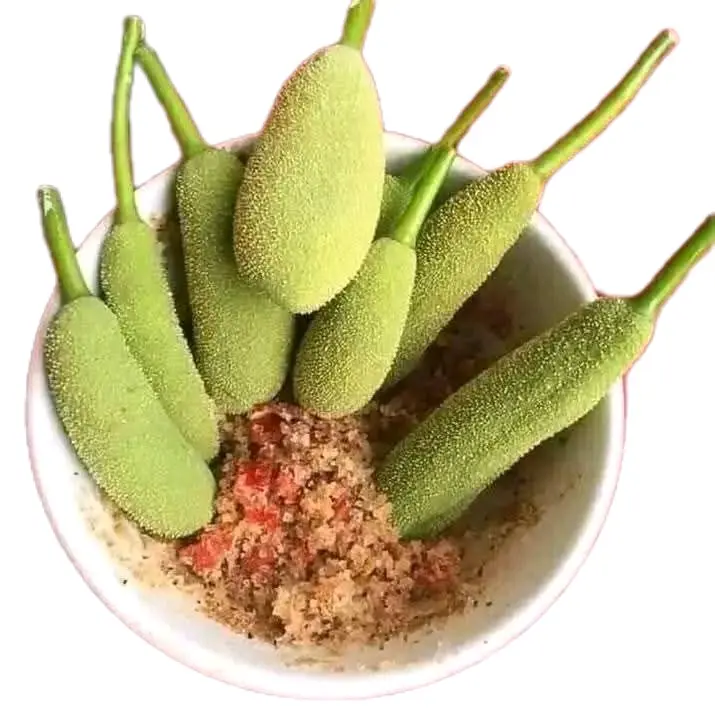 Buah Babal/Tongtolang 50gr - Nutrisi dan Antioksidan untuk Kesehatan Pencernaan 4