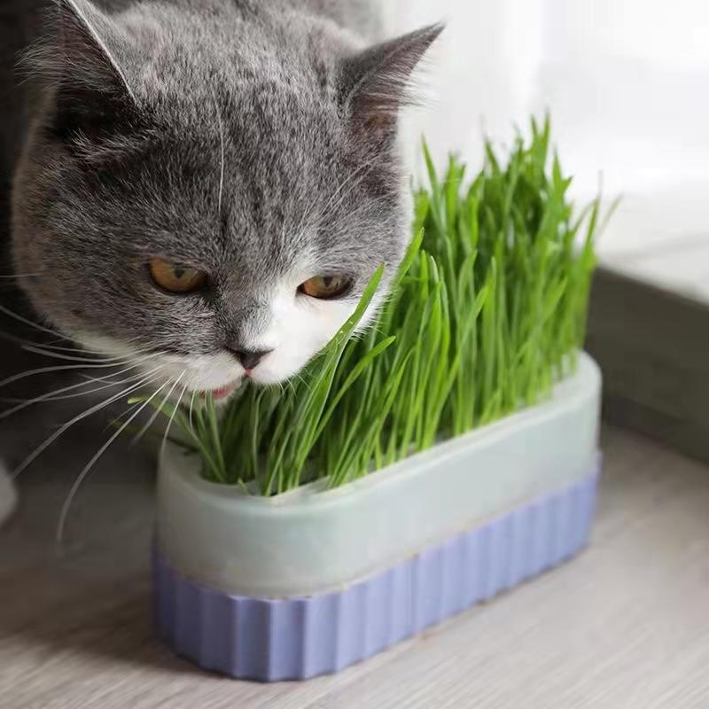 Product Introduction of [High Germination] 100% Natural Organic Cat Grass Seeds for Planting (50 Seeds Per Pack) Vegetable Seeds Hydroponics Plants Wheat Grass Seed Healthy Food for Cats Cat Snacks Potted Live Plants for Sale Real Plants Flower Seeds Easy To Grow Singapore 7