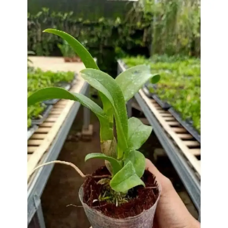 Anggrek Dendrobium Jade Fancy - Tanaman Hias dengan Daun Sehat dan Batang Besar - Gambar, Bunga, Jamur 3