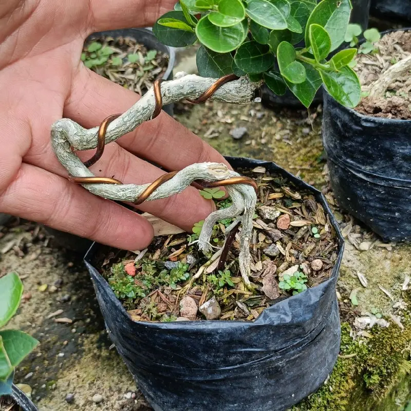 tanaman bonsai mini khusus link co untuk live 3