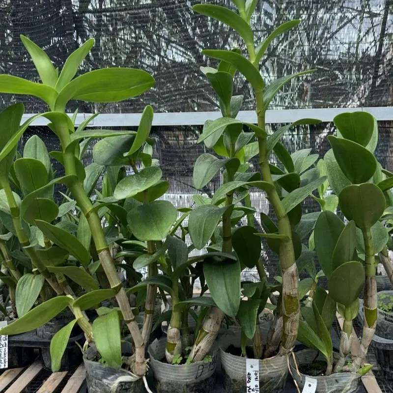 Dendrobium isi 1 ( co satuan )