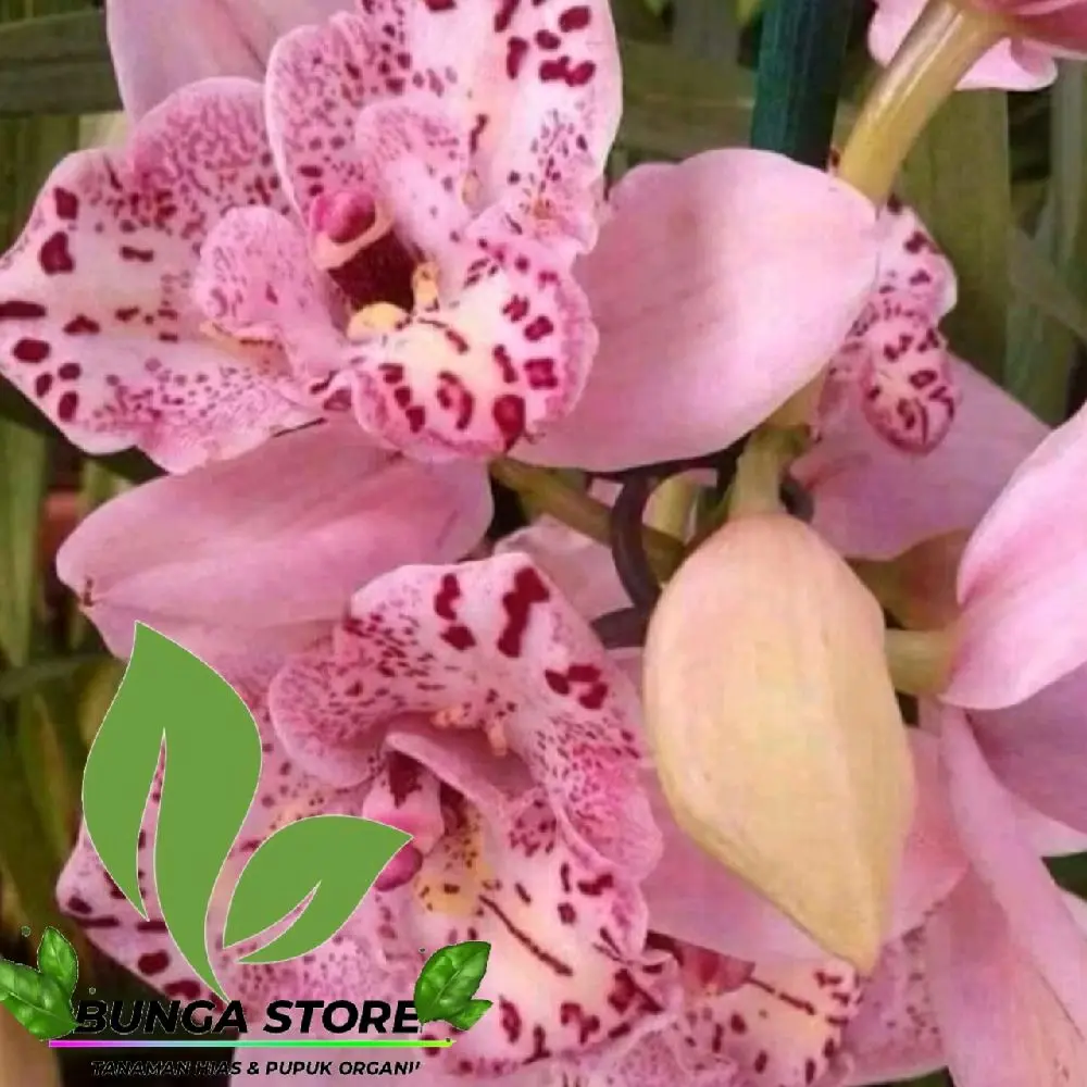 Bunga Anggrek dendrobium siap berbunga Bunga Pink batik