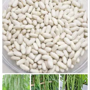 jual biji buncis logawa super lebat 1 kg isi ribuan biji kualitas unggul siap tanam