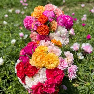 paket tumpuk lokal dan impor kemas perwarna