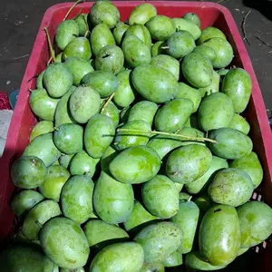 Mangga jawa ciangmay muda asem seger asli situbondo