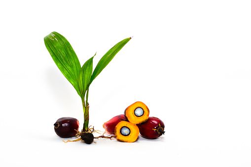 Pesona Simalungun Varietas Pilihan – Kondisi Sehat & Siap panen melimpah Pesona Simalungun Varietas Pilihan – Kondisi Sehat & Siap panen melimpah