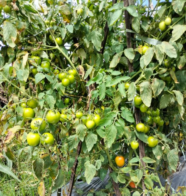 Benih Tomat NEW SUPER HAWAI F1 50 Biji Unggul Asli Cap Bunga Matahari