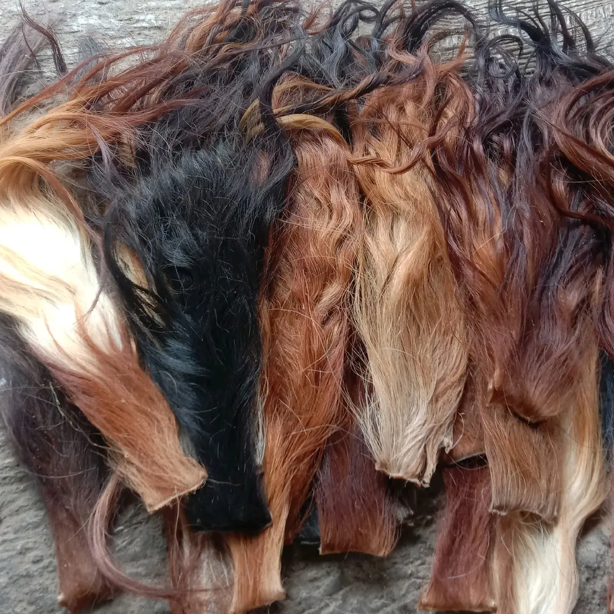 gubat sapi/ bahan kerajinan